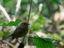 Thrush – Drozd